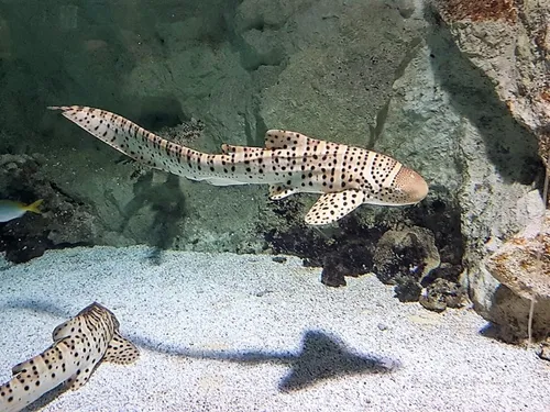 Deux requins Zèbre grandissent à l’Océarium du Croisic : à vous de...